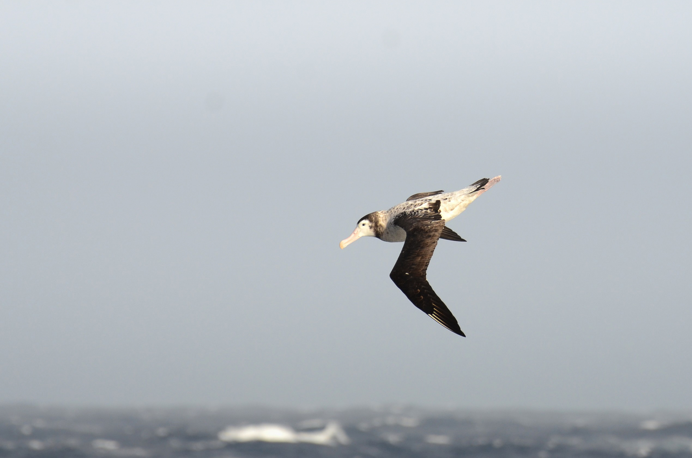 The Drake Passage